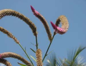 pink and brown feather celosia thumbnail