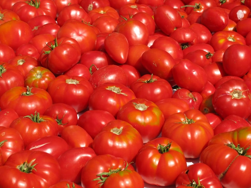 lot of red tomatoes preview