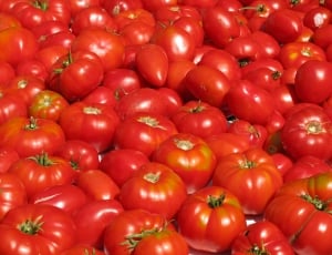lot of red tomatoes thumbnail