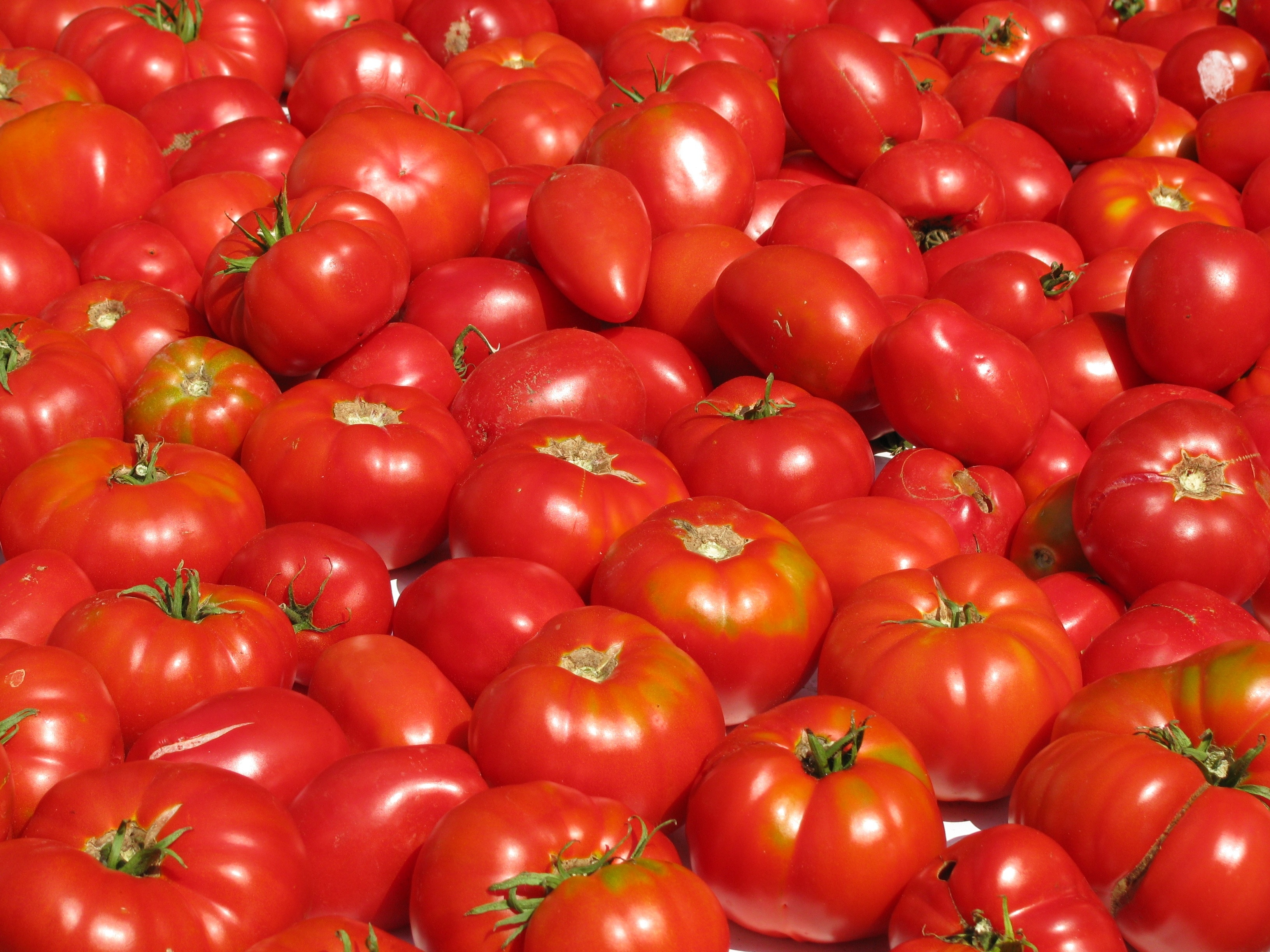 lot of red tomatoes