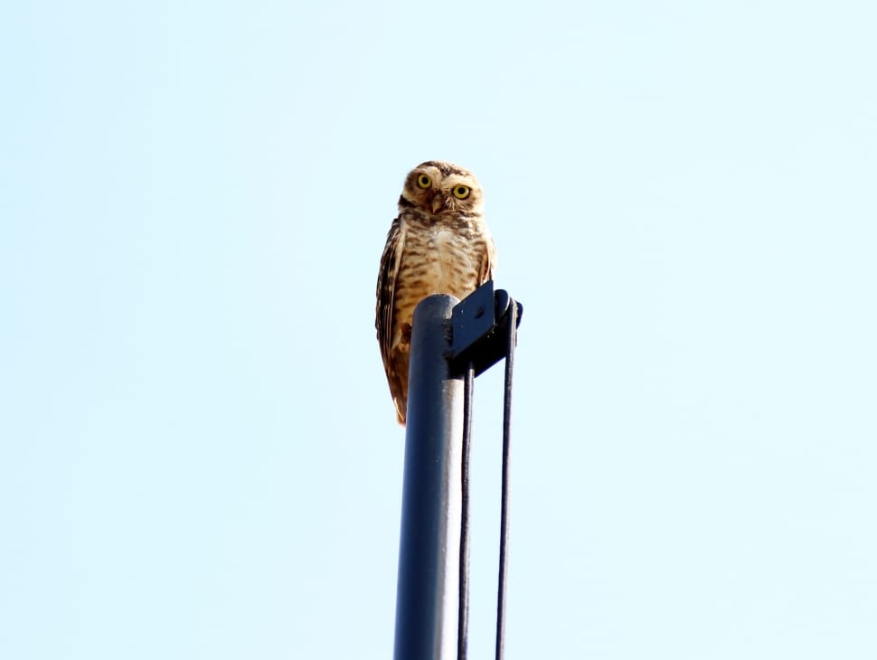 brown owl on blue metal post preview