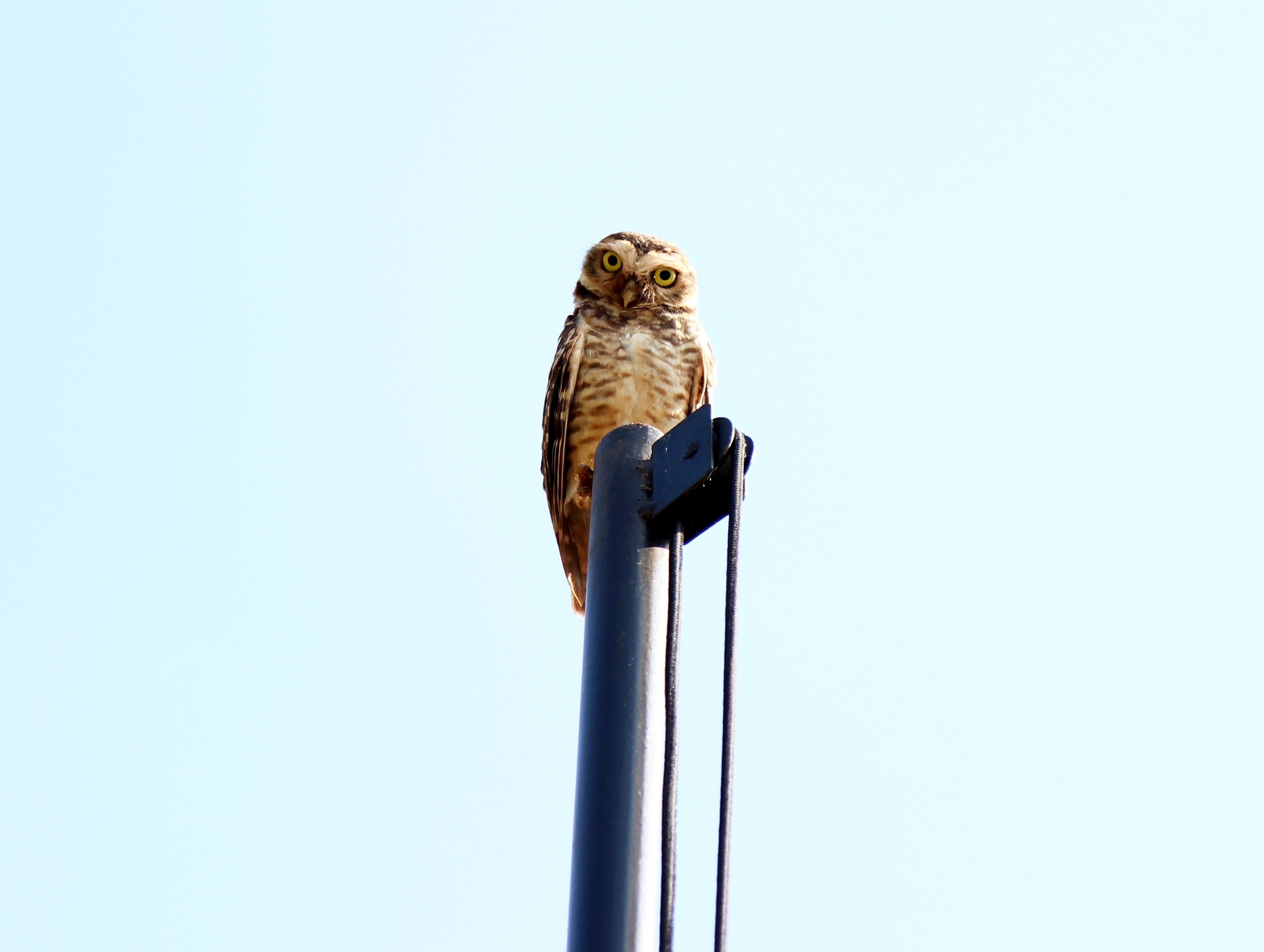 brown owl on blue metal post