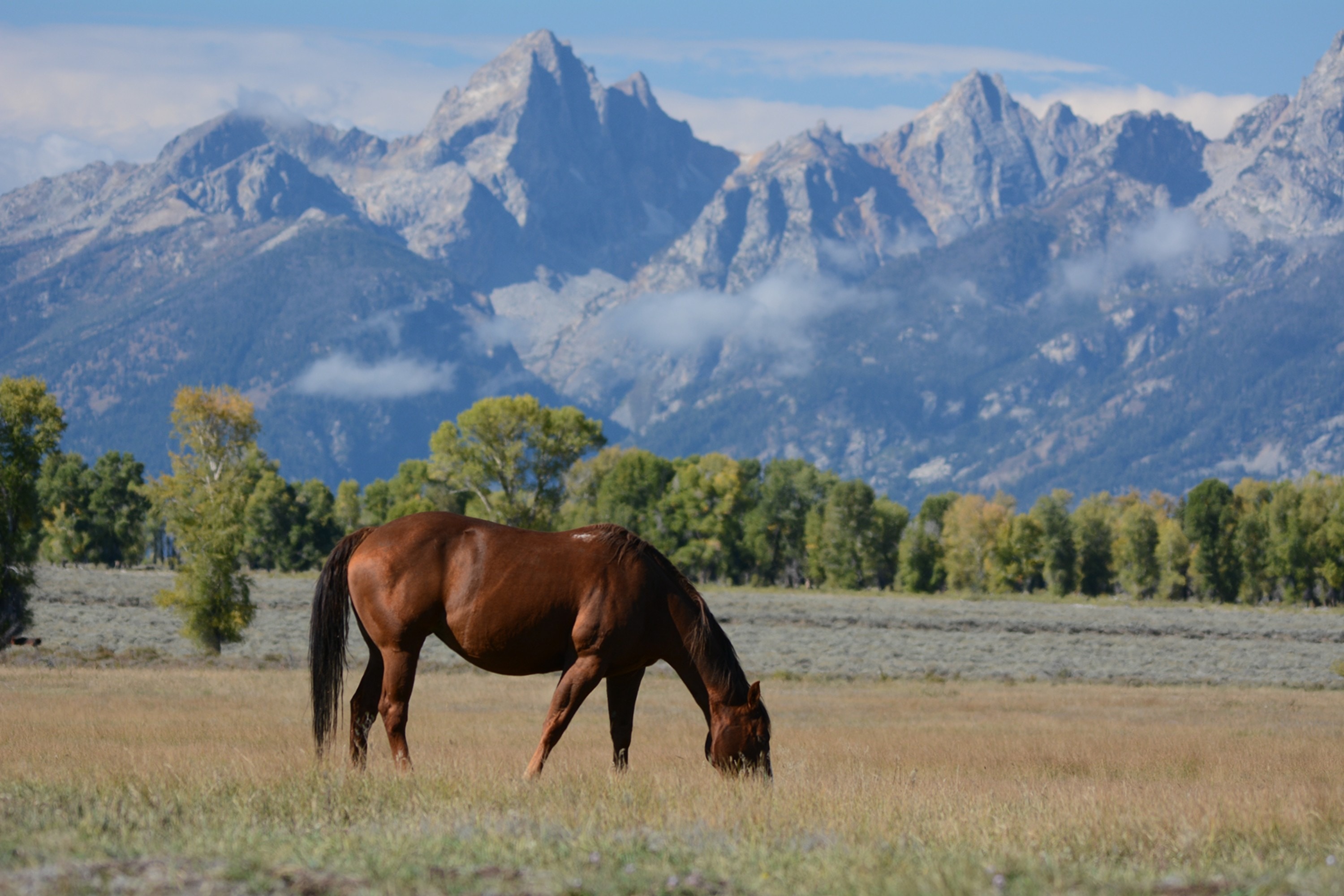 Mountains, Ranch, Horse, Meadow, Wyoming, mountain, mountain range