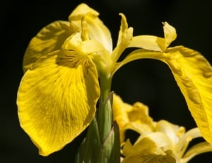 closeup photography of yellow moth orchid thumbnail