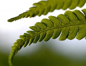 green leaf plant thumbnail