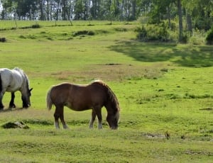 2 white and brown horses thumbnail