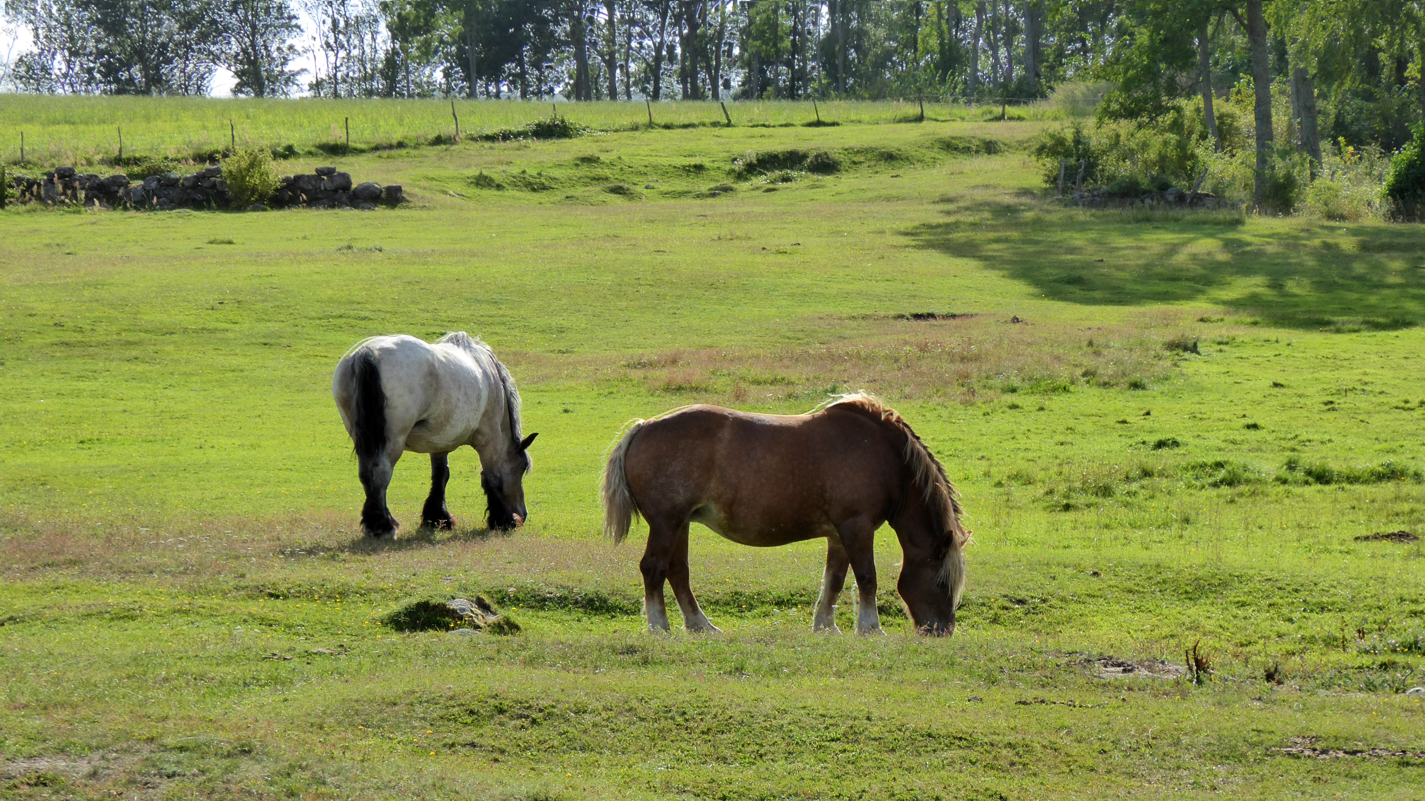 2 white and brown horses