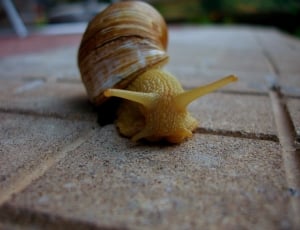 shallow focus photography of snail thumbnail