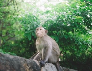 gray monkey under leaves thumbnail