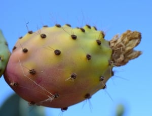 yellow and pink cactus thumbnail