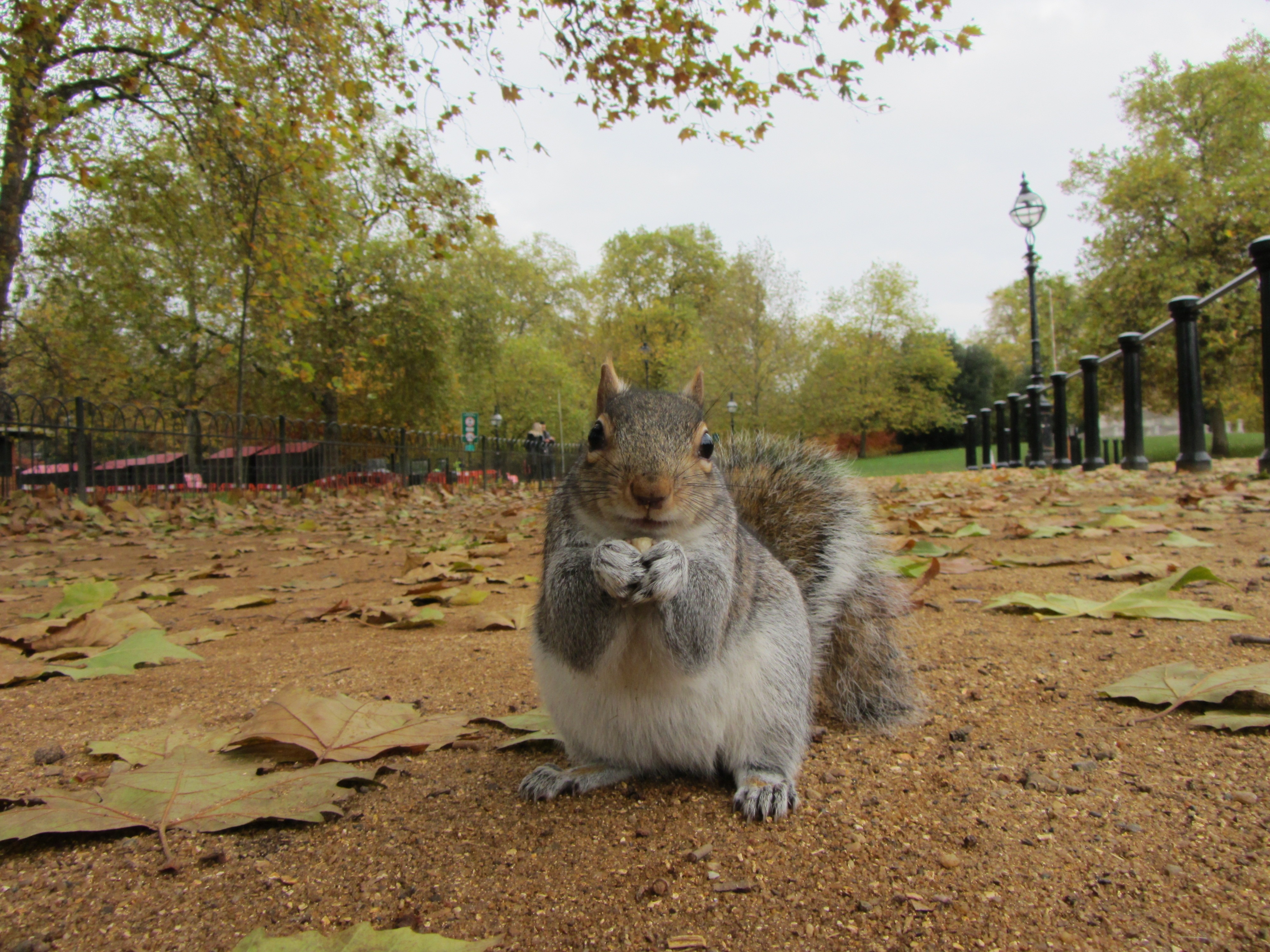 grey and brown squirrel