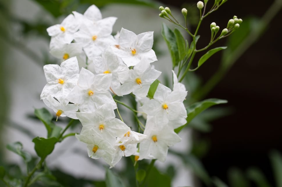 white 5 petaled flowers in closeup photo preview