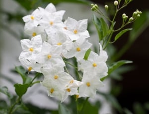 white 5 petaled flowers in closeup photo thumbnail