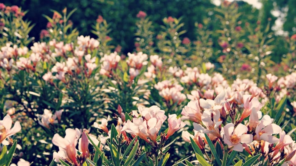 pink-and-white flower field preview