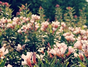 pink-and-white flower field thumbnail