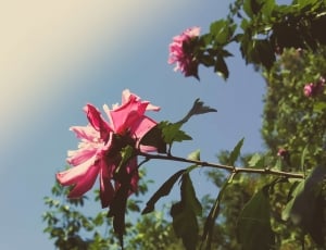 shallow focus phot of pink flower thumbnail