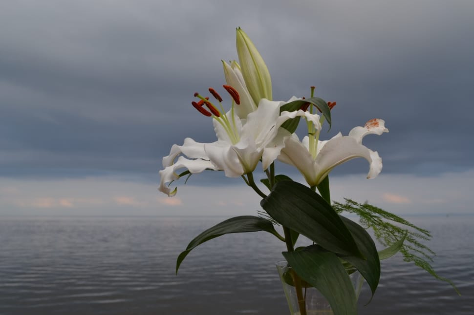 white lillies preview