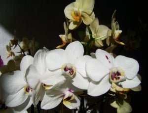 white orchid flowert thumbnail