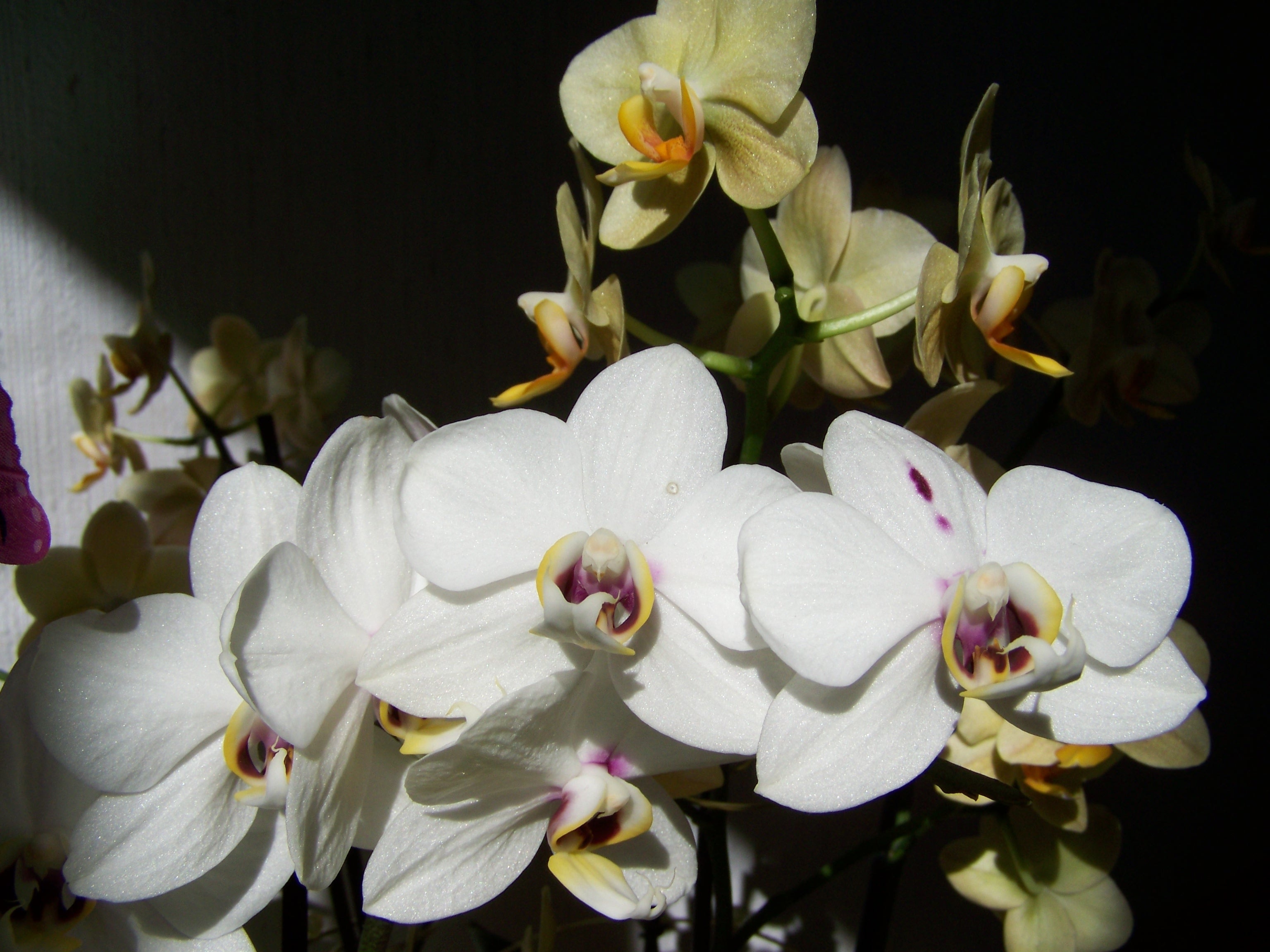 white orchid flowert