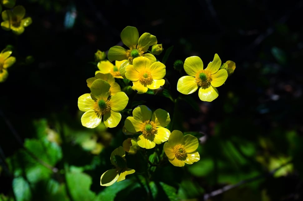 yellow petaled flower near green leaf tree during daytime preview