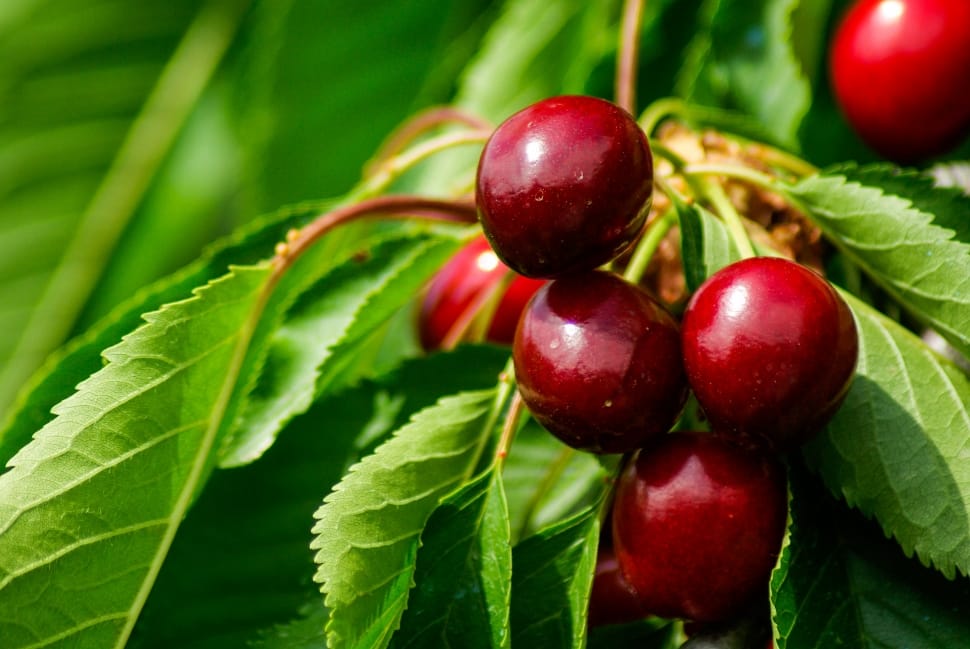 Cherries, Red Fruits, Garden, Cherry, fruit, food and drink preview
