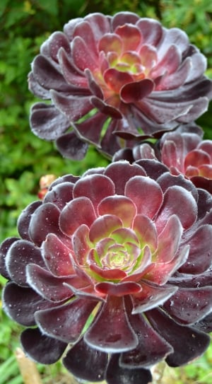Flower, Saucer Plant, Aeonium Arboreum, close-up, day thumbnail