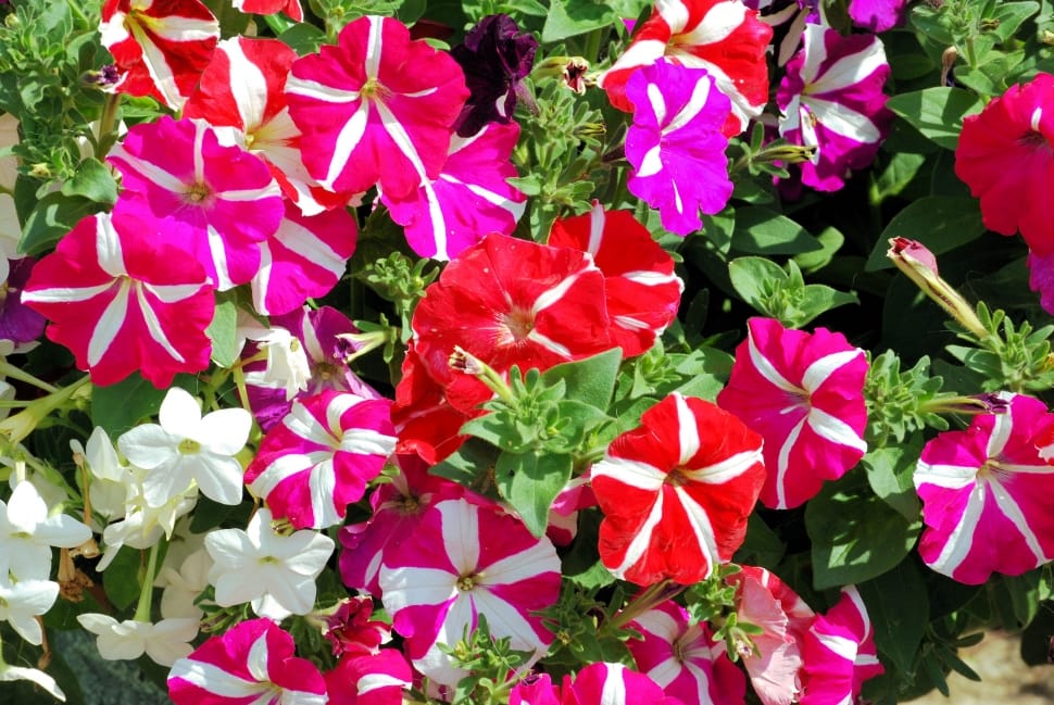 Close, Petunias, Flowers, Summer, Up, flower, leaf preview