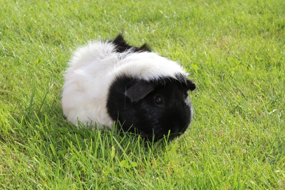 black and white guinea pig preview