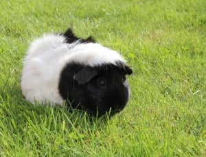 black and white guinea pig thumbnail
