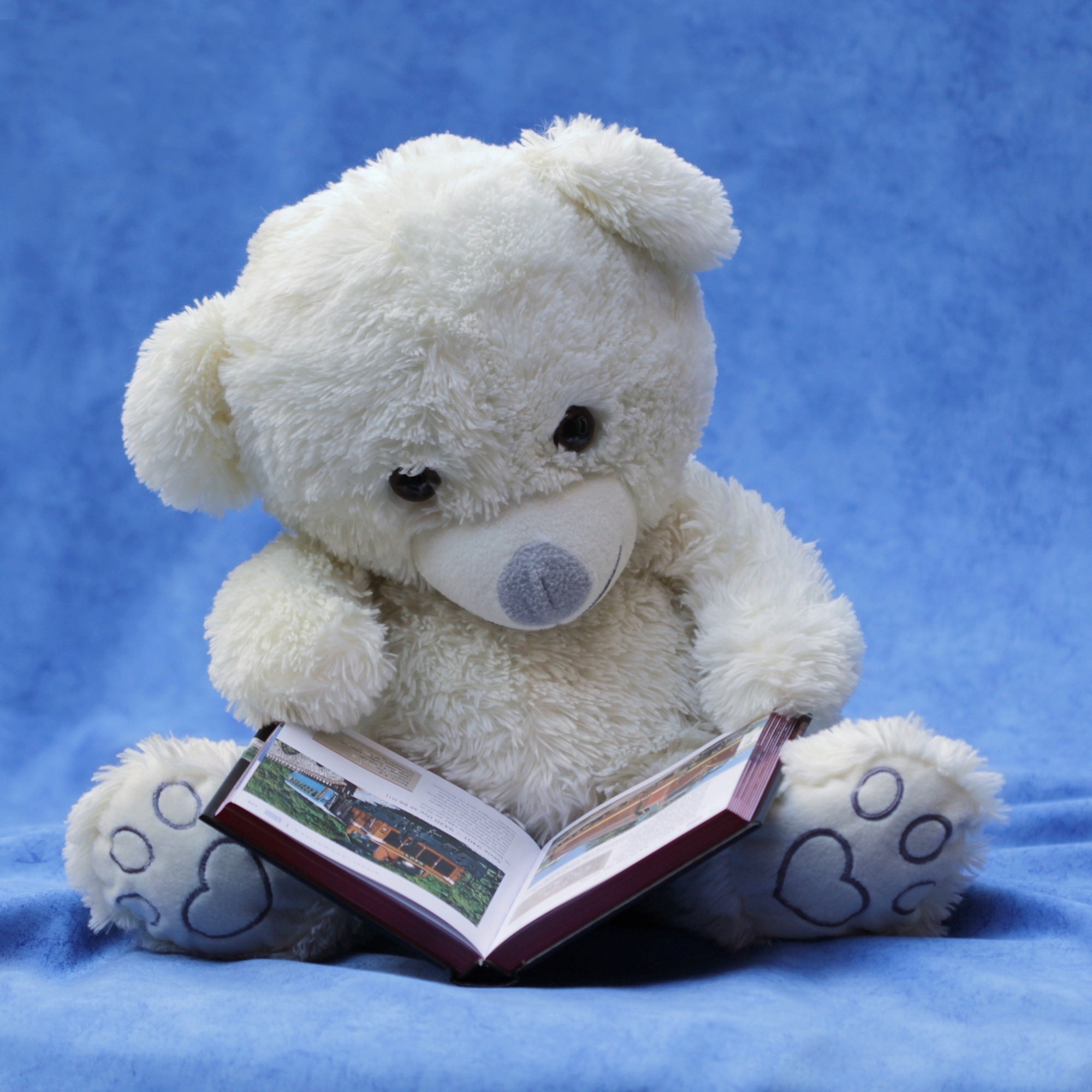 white teddy bear plush toy reading book