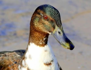 brown white and black duck thumbnail