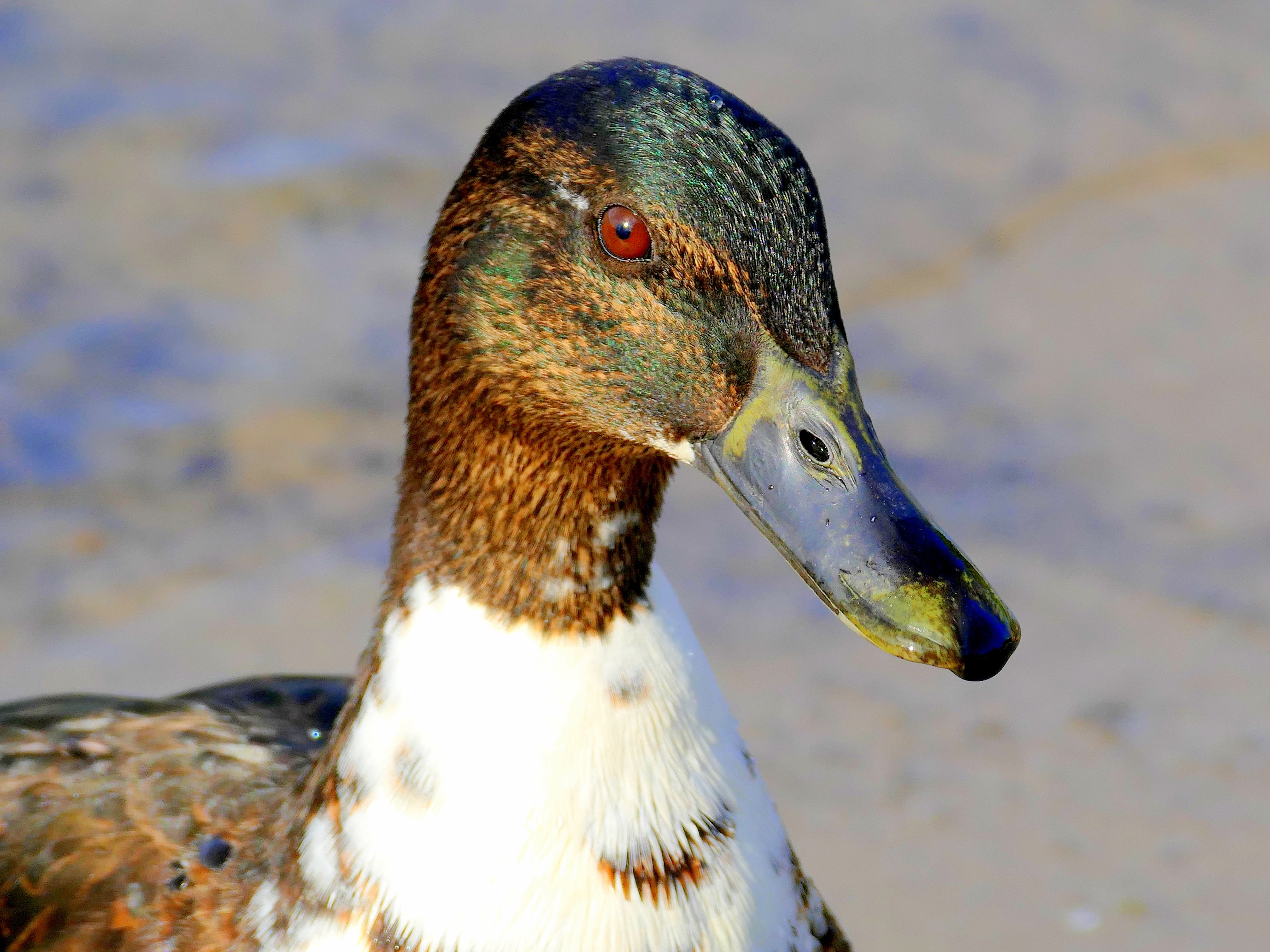 brown white and black duck