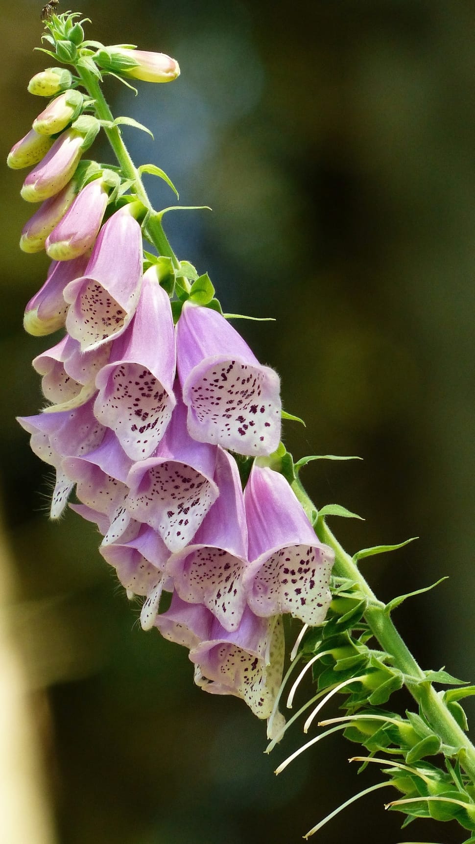 pink foxgloves preview