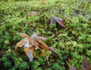 Japan, Kyoto, Sanzenin, Fallen Leaves, nature, green color thumbnail