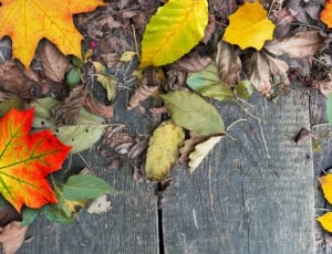 Brown, Leaves, Colorful, Withers, Autumn, leaf, autumn thumbnail