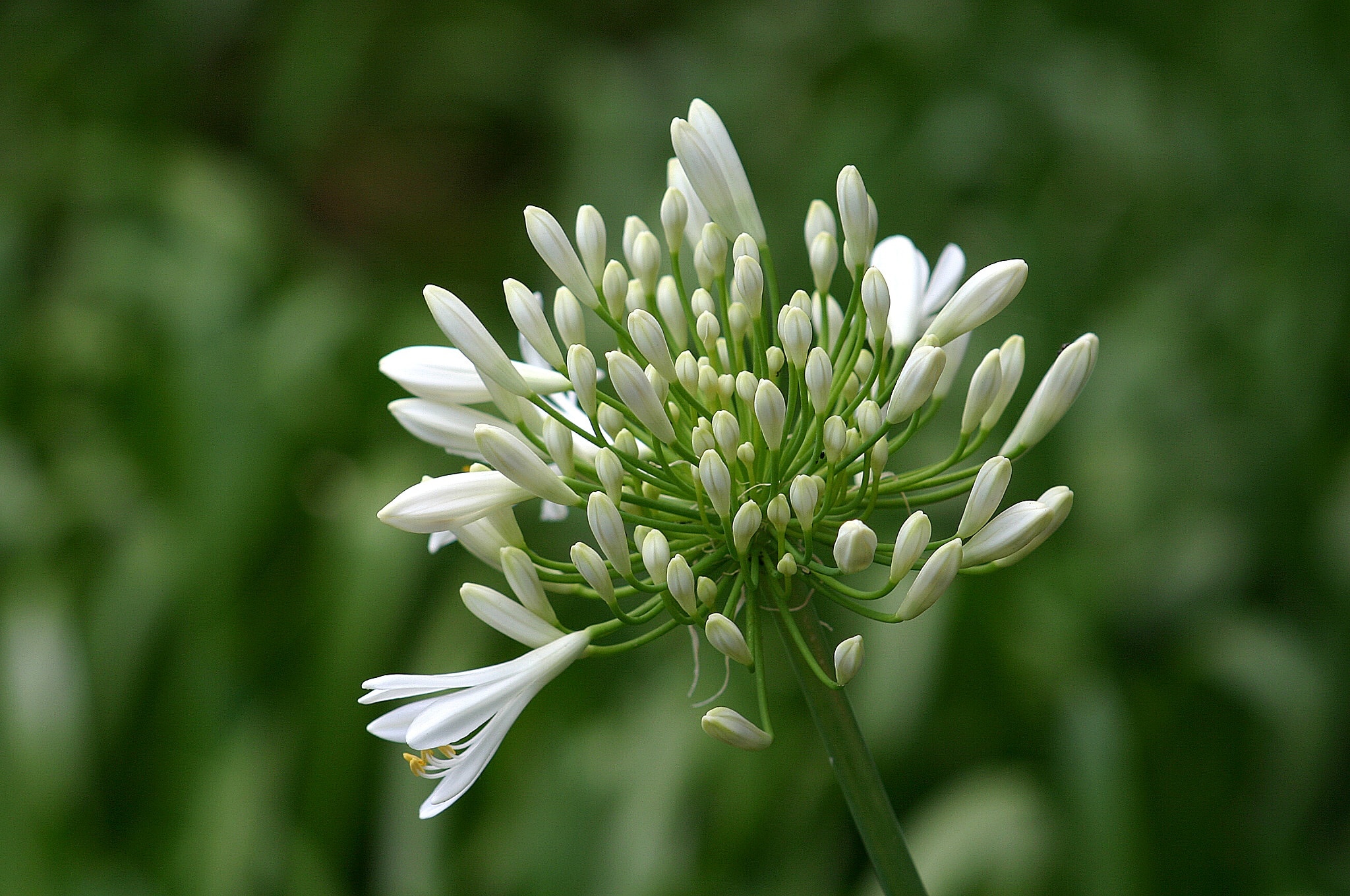 white lily of the nile flower