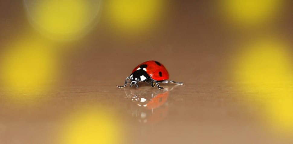 red lady bug preview