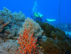 coral reefs thumbnail