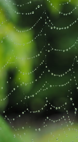 web with water drop illustration thumbnail