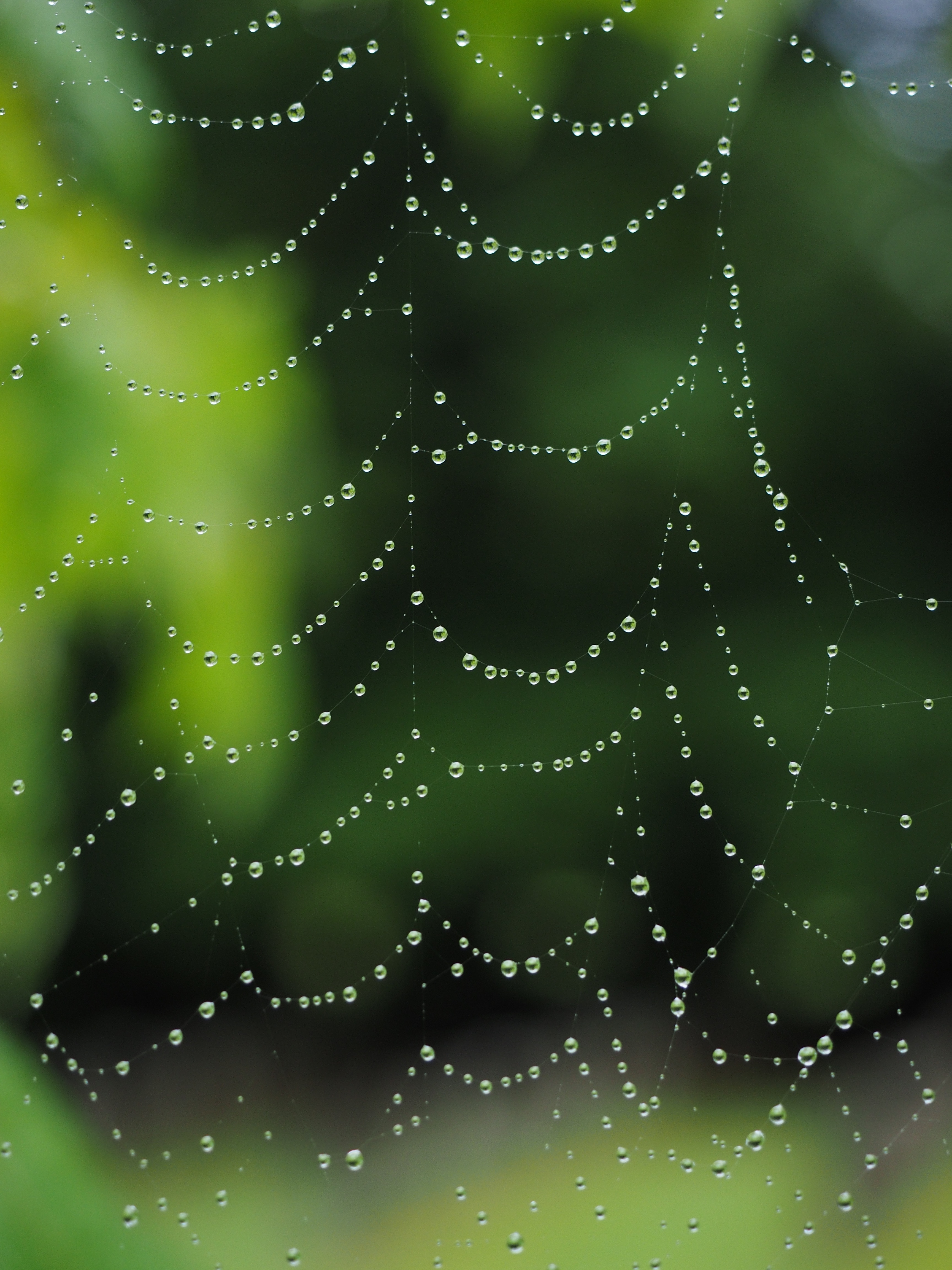 web with water drop illustration