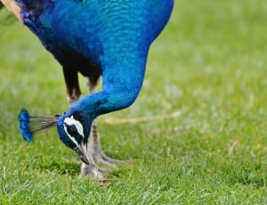 blue peacock on focus photo thumbnail