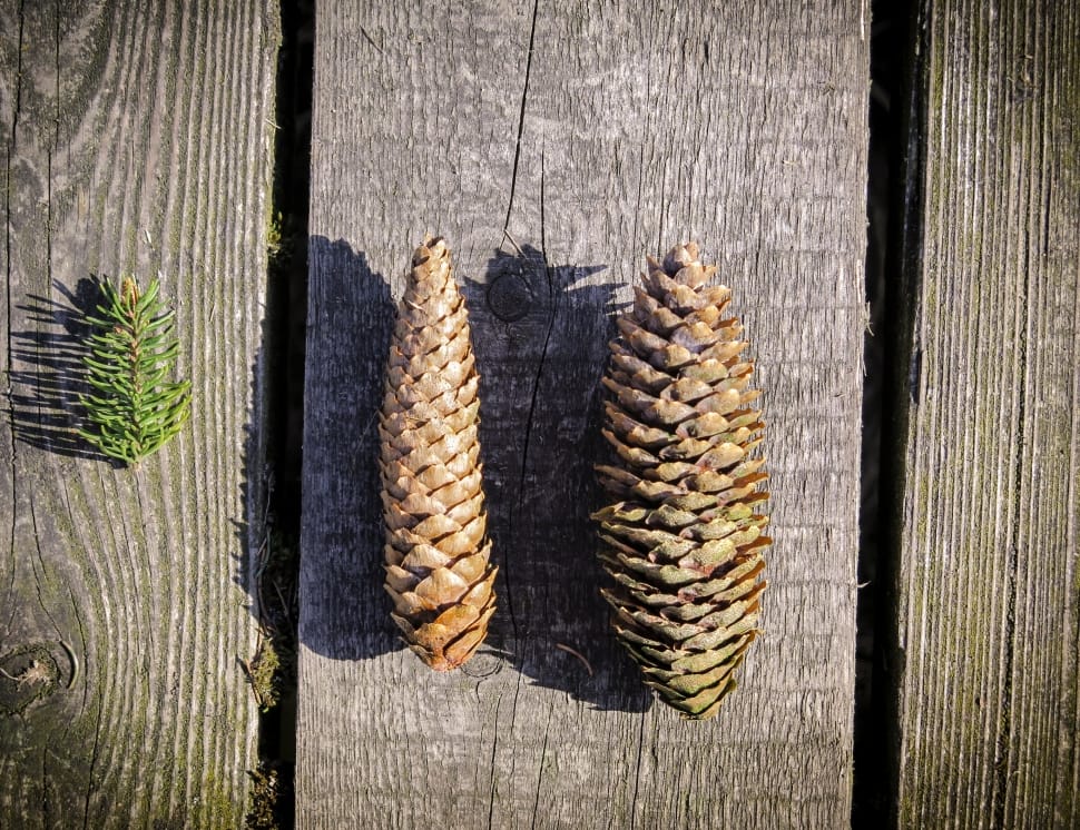 2 brown pine cones preview