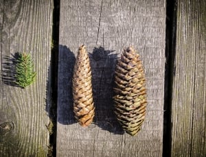 2 brown pine cones thumbnail