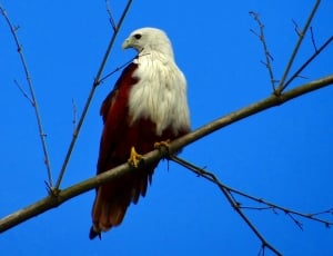 white and red bird thumbnail