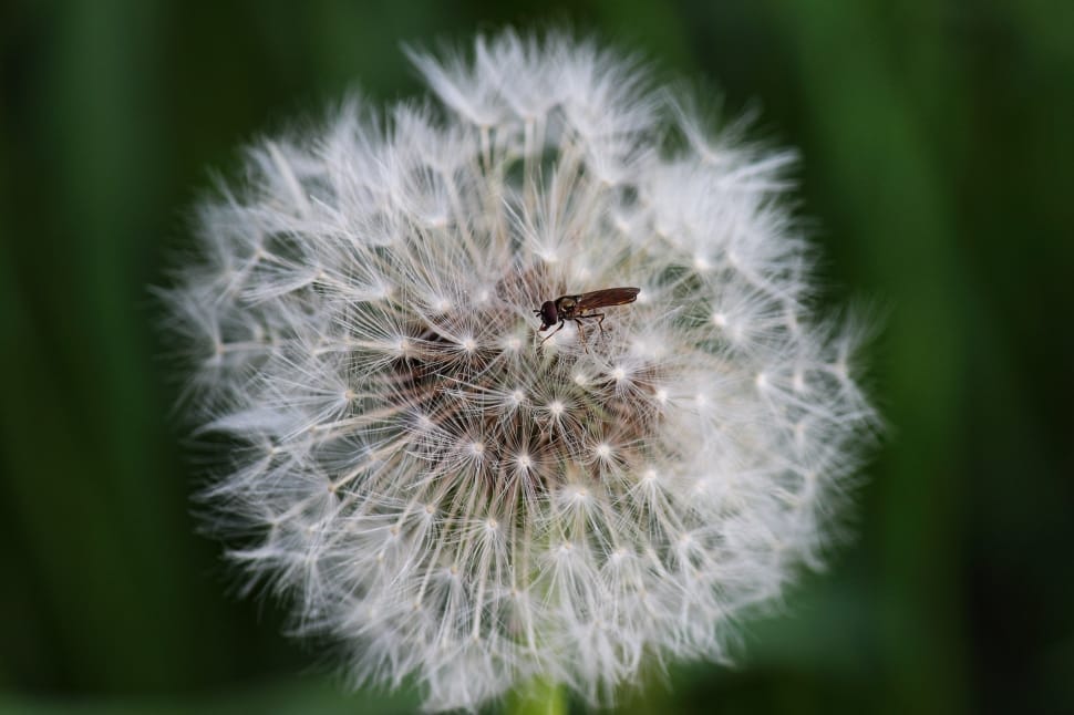 Faded, Close, Fly, Insect, Dandelion, flower, dandelion preview