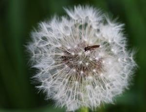 Faded, Close, Fly, Insect, Dandelion, flower, dandelion thumbnail