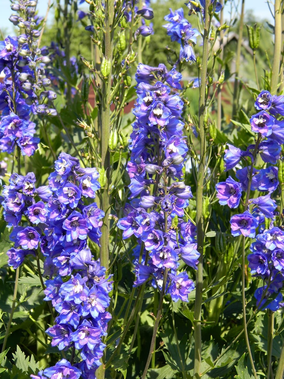 Purple Delphinium, Delphinium, growth, plant preview