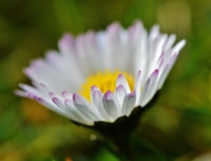 white pink and yellow floer thumbnail