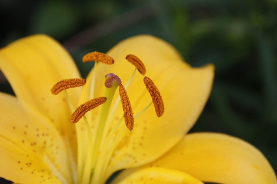 yellow flower pollen preview