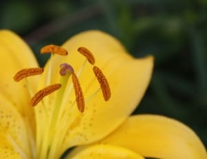 yellow flower pollen thumbnail